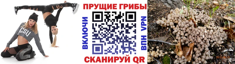 Псилоцибиновые грибы мицелий  Купить закладки  Цоци-Юрт 